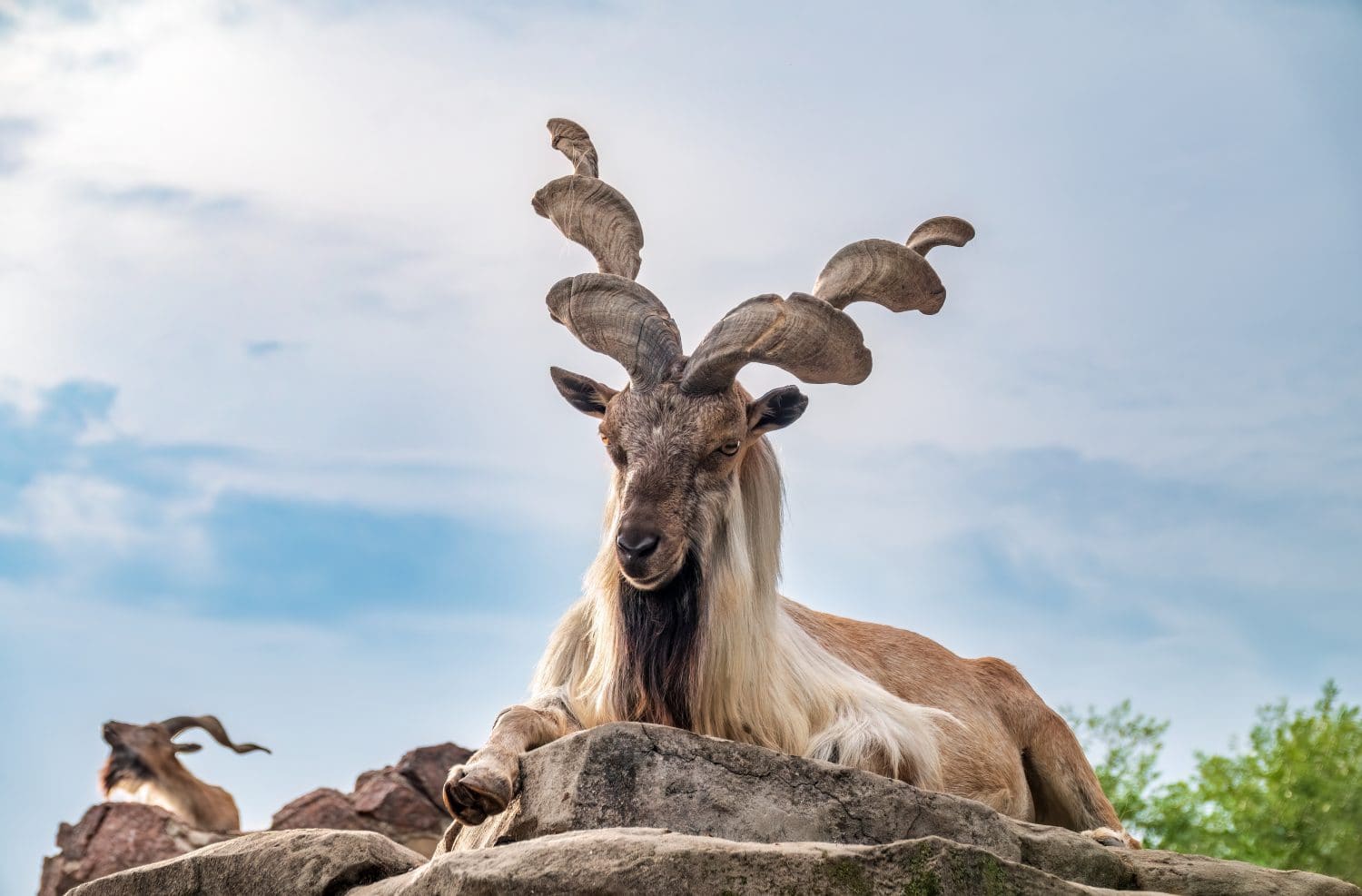 Close-up portrait of Markhor, Capra falconeri, wild goat native to Central Asia, Karakoram and the Himalayas. Males have tightly curled, corkscrew-like horns, up to 160 cm long