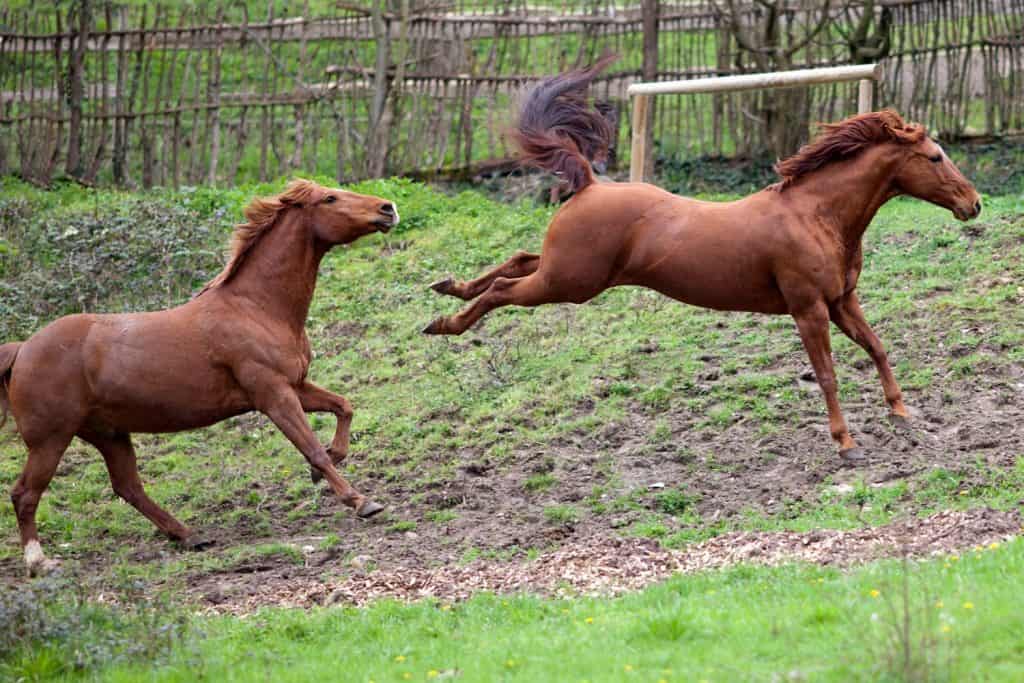 Horse buck and kick out, Horses hoof kick attack