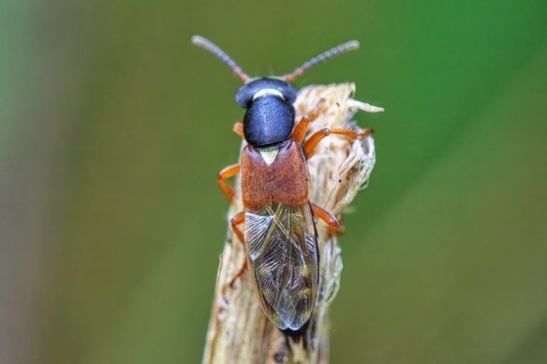 Rove beetle (Staphylinus caesareus) on grass in a meadow close up.