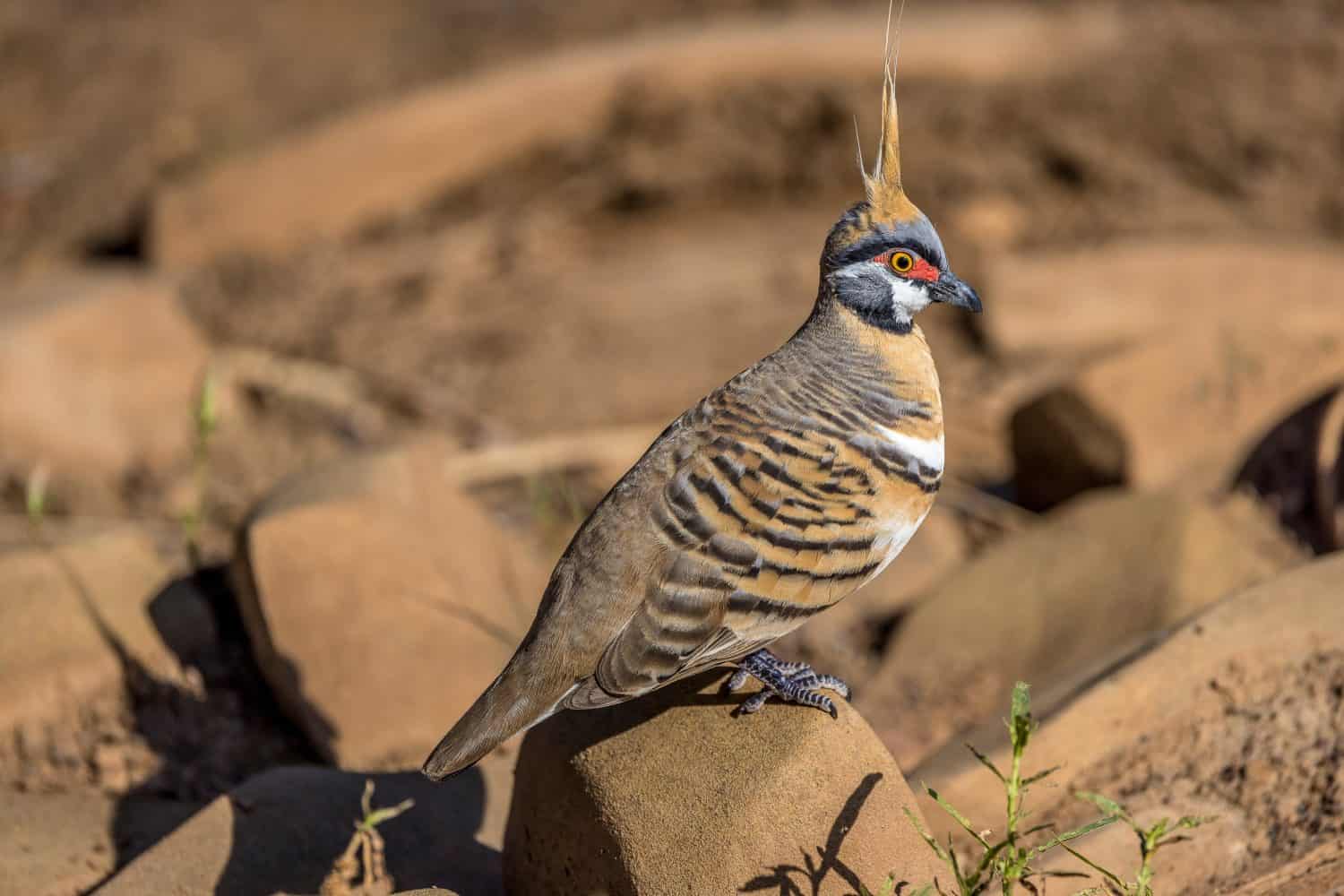 Spinifex Pigeon (Geophaps plumifera) on a rock by a river, Queensland, Australia