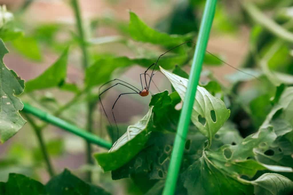 A daddy long legs spider