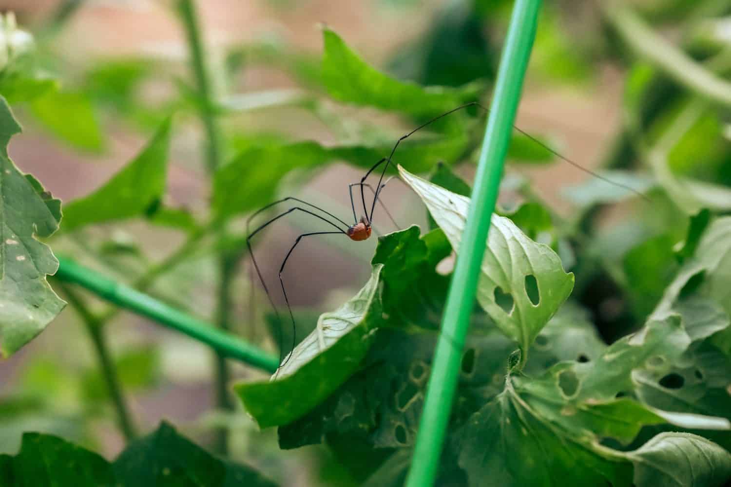A daddy long legs spider