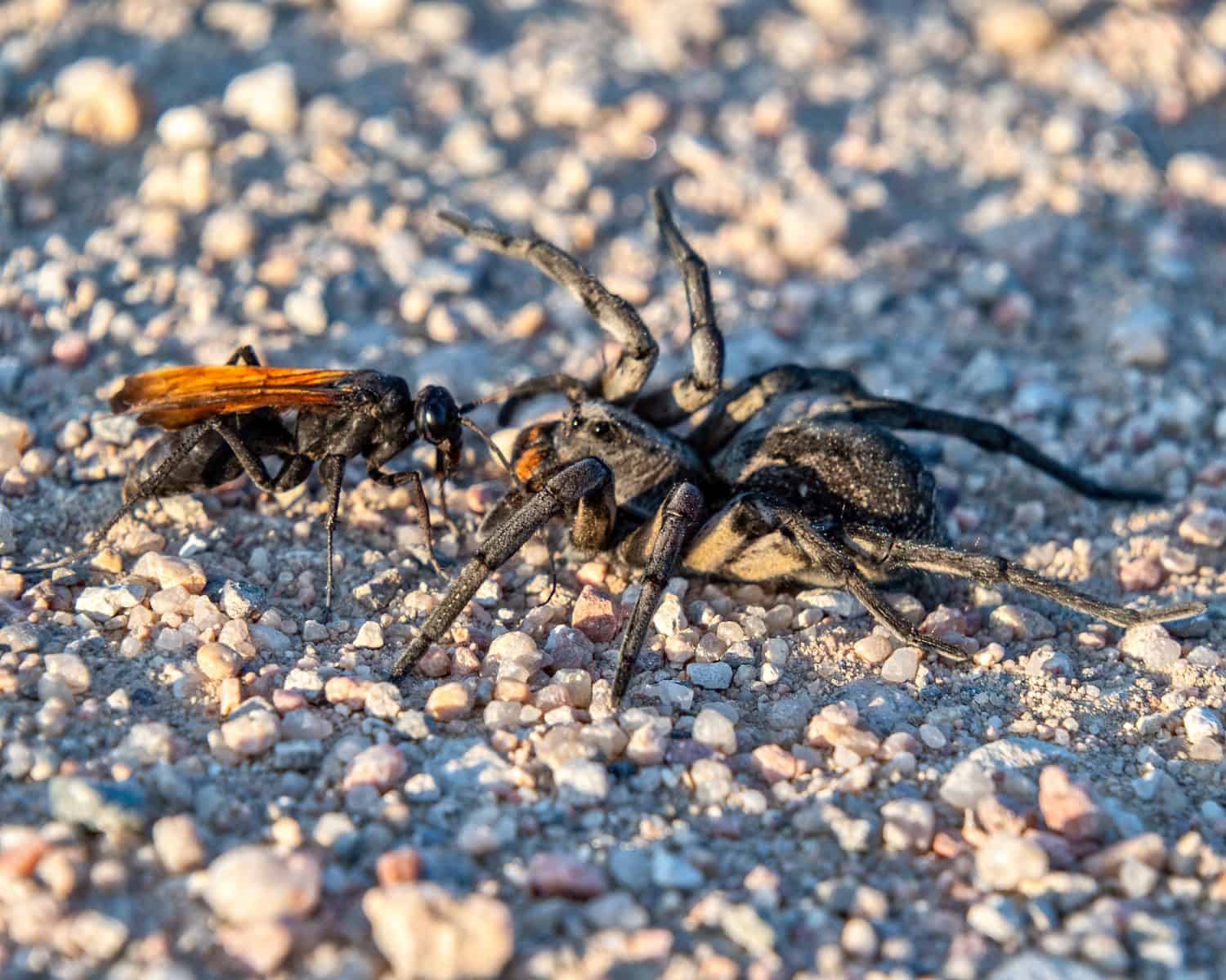 Thisbe's Tarantula-hawk Wasp (Pepsis thisbe) attacking a Carolina (giant) wolf spider (Hogna carolinensis) during the mating migration in the Comanche National Grassland outside of La Junta Colorado