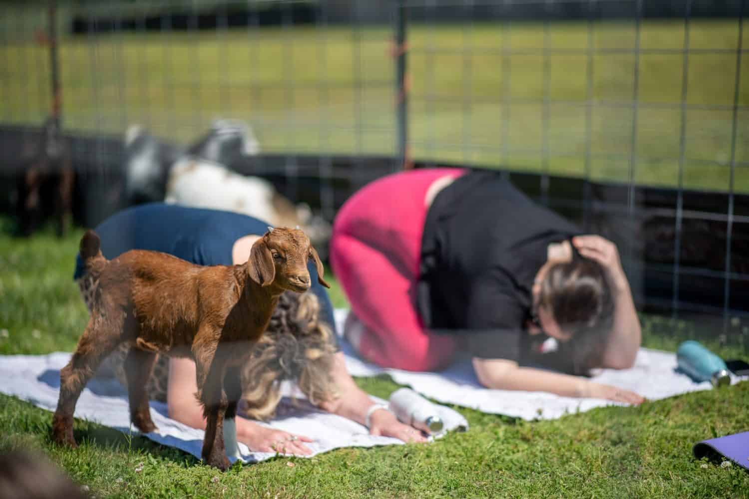 A baby goat yoga in a park