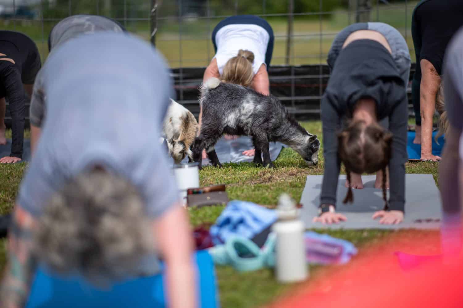The goats walk among people in an outdoor goat yoga class