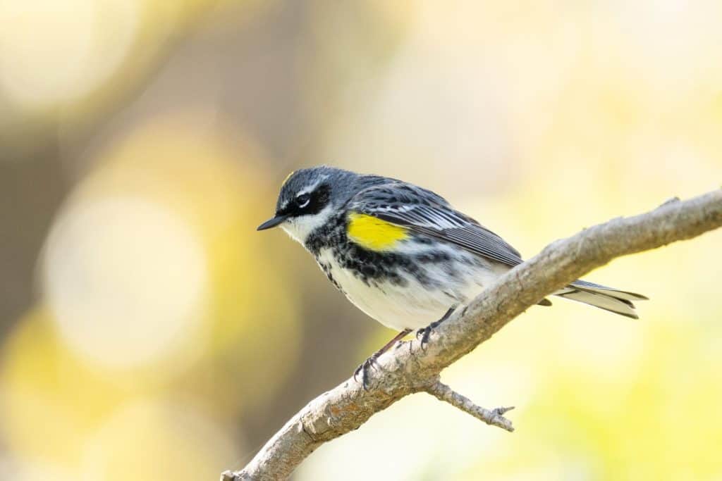 Yellow-rumped warbler on a perch