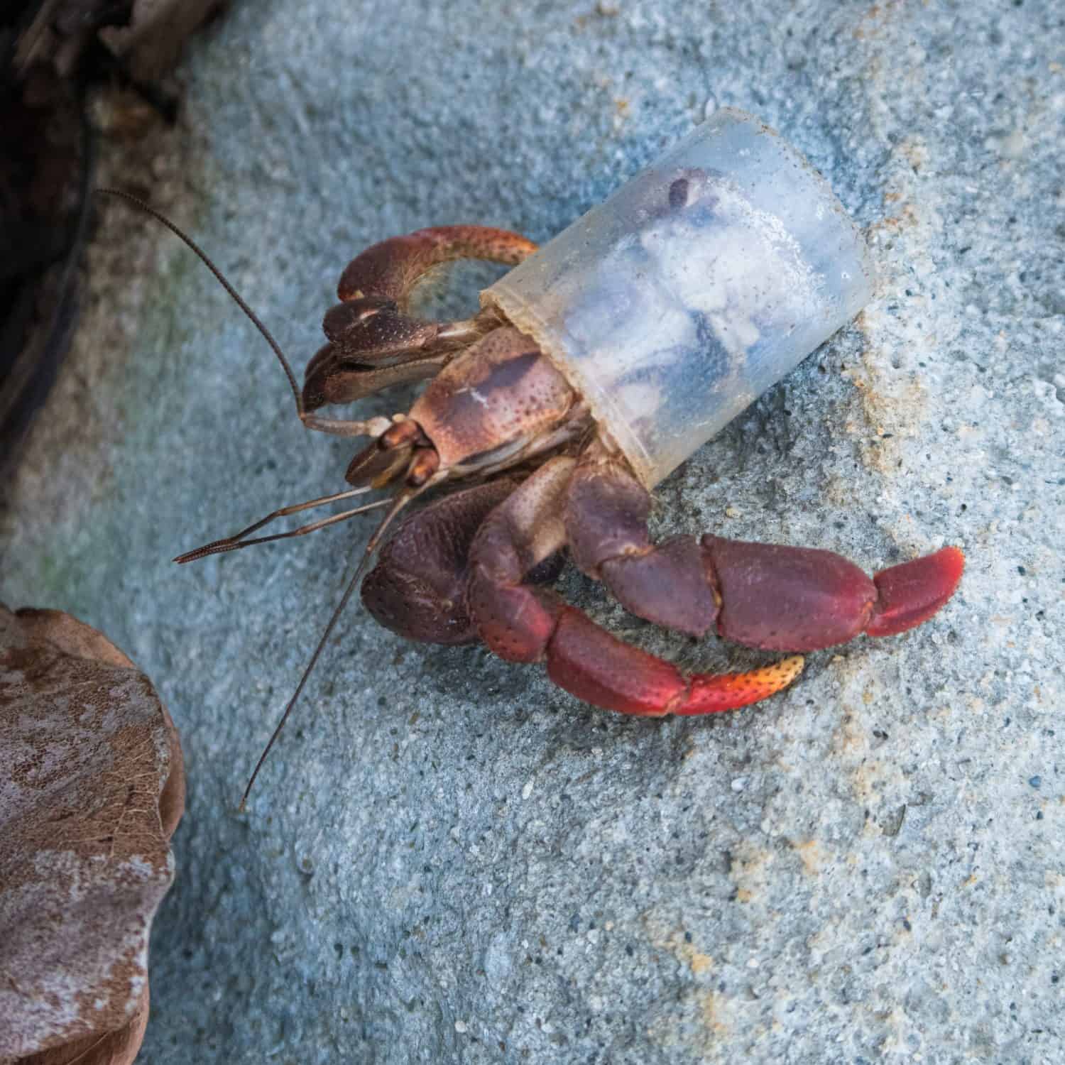 Hermit crab (Caribbean land hermit crab) with abdomen in plastic cup