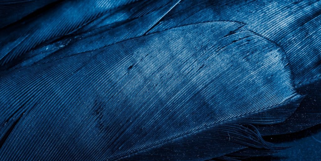 blue feathers with visible texture