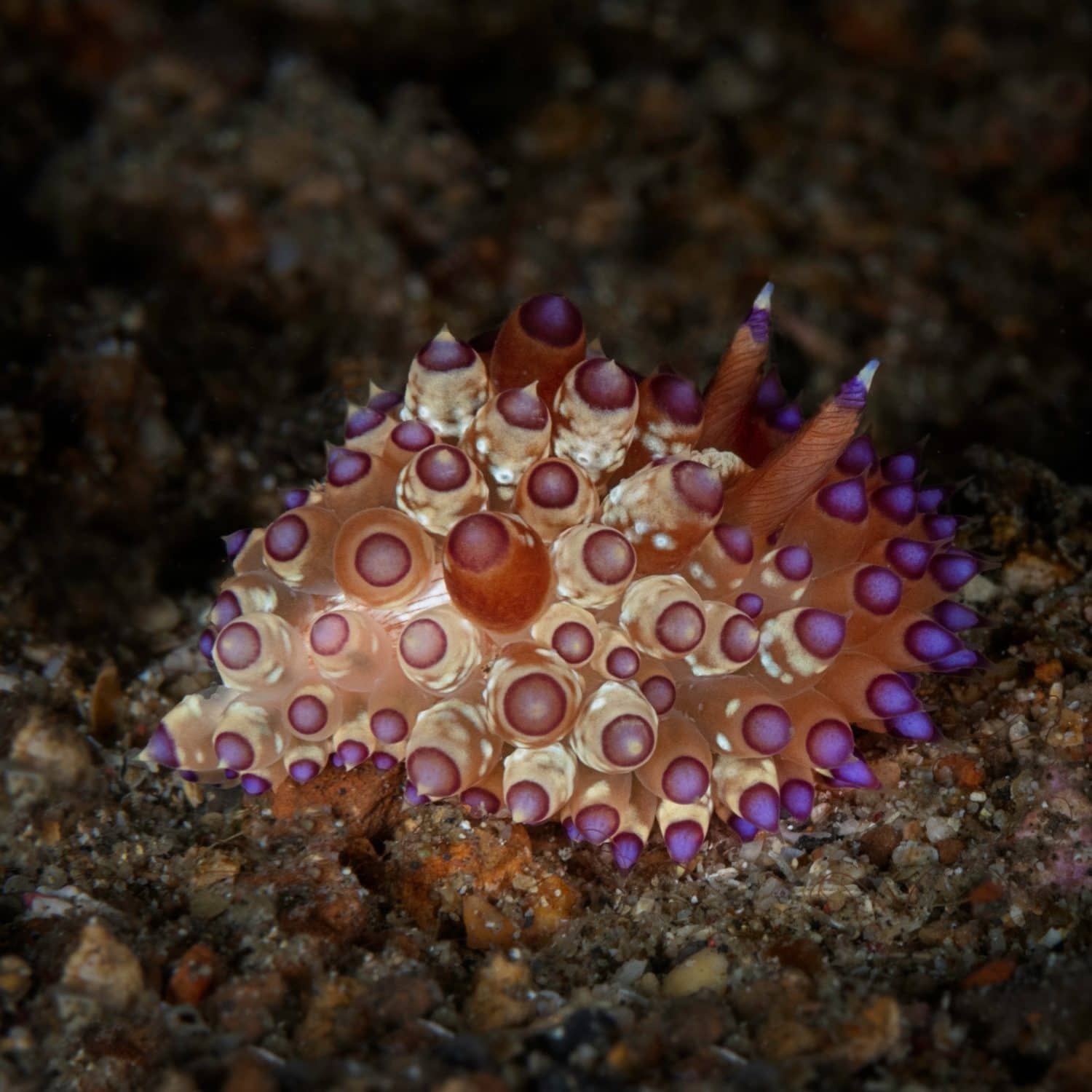 Eye level with Nudibranch (Janolus flavoanulatus).
