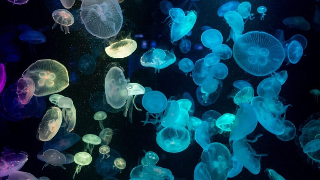 Colorful Jellyfish underwater, Jellyfish moving in water. Beautiful light reflection on Jellyfish in the aquarium.