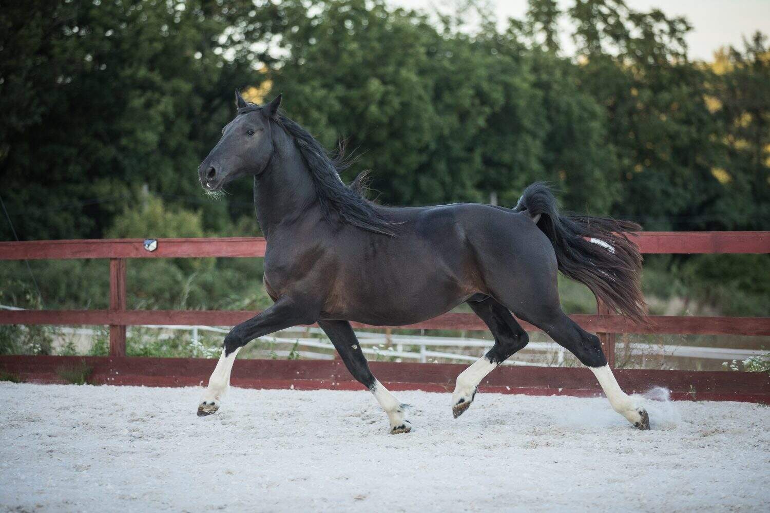 baroque pinto stallion galloping the paddock. young and happy. black and white