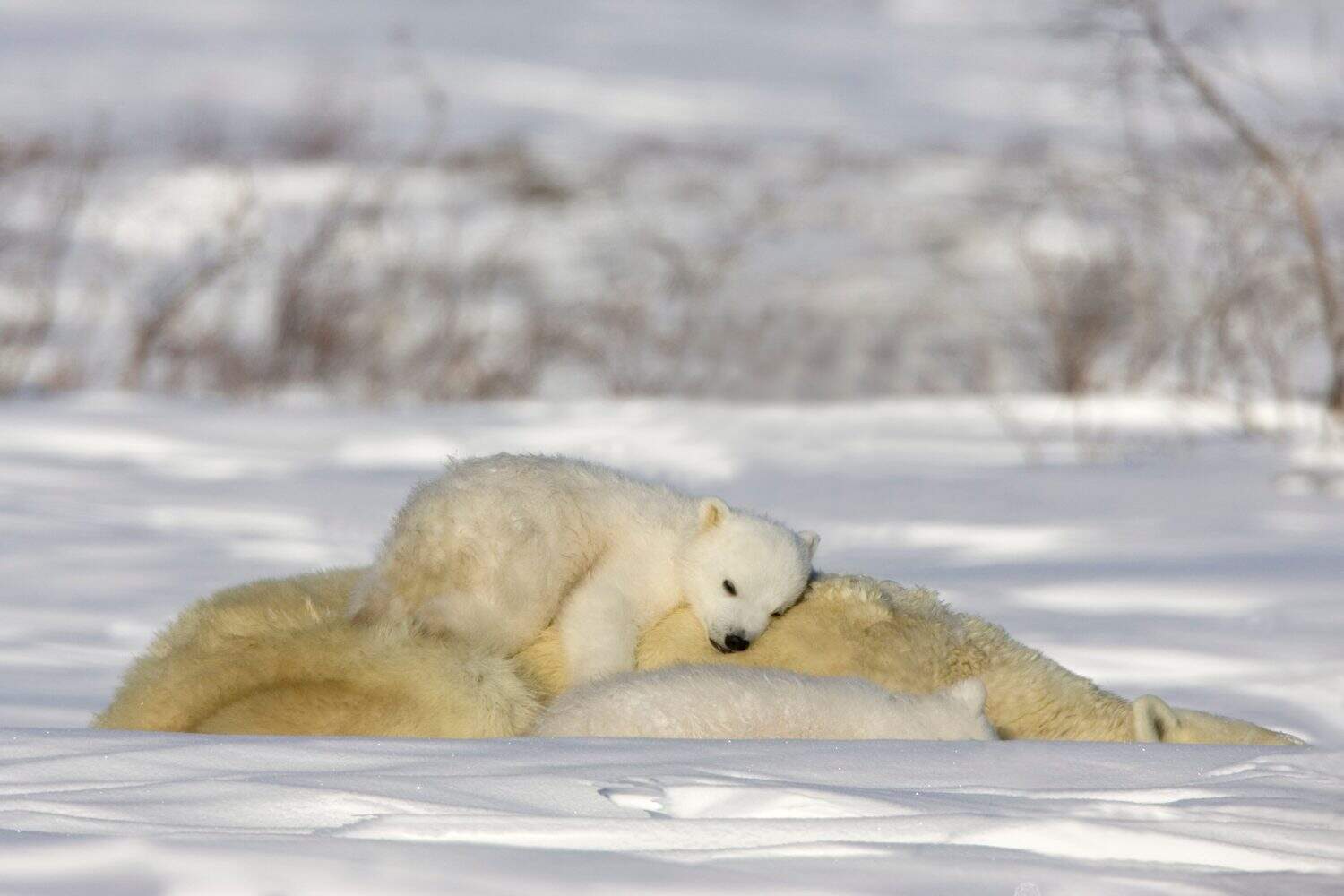 Polar Bear with cubs, (Ursus maritimus), Churchill, Manitoba, Canada