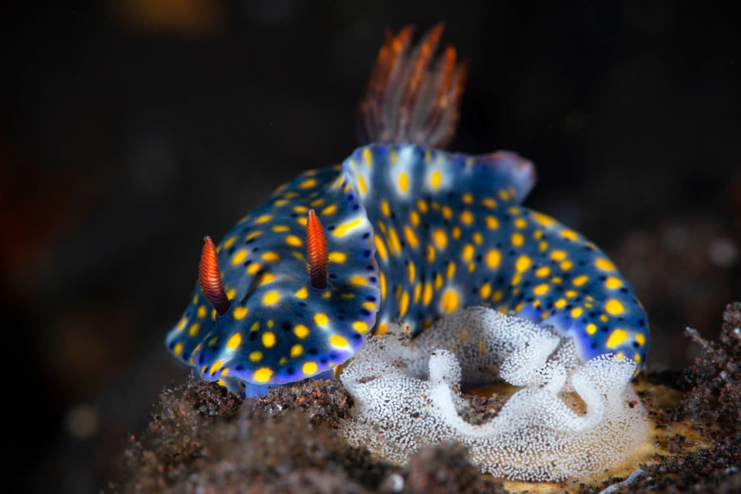 Hypselodoris obscura sea slug laying eggs, taken at Tulamben, Bali - Indonesia