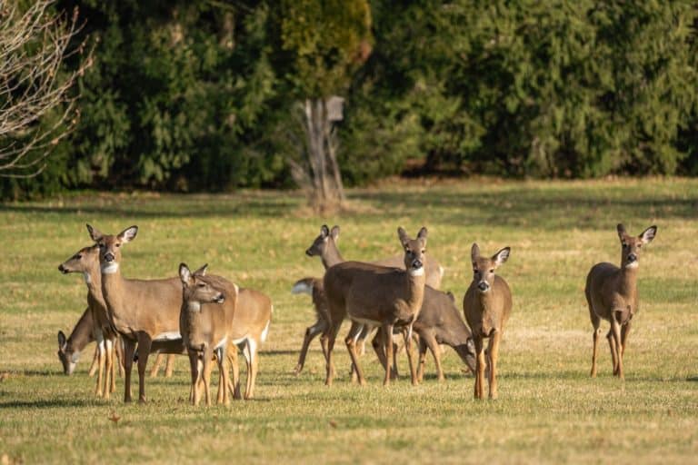 The Rise of White-Tailed Deer and Why Managing Their Numbers Matters ...
