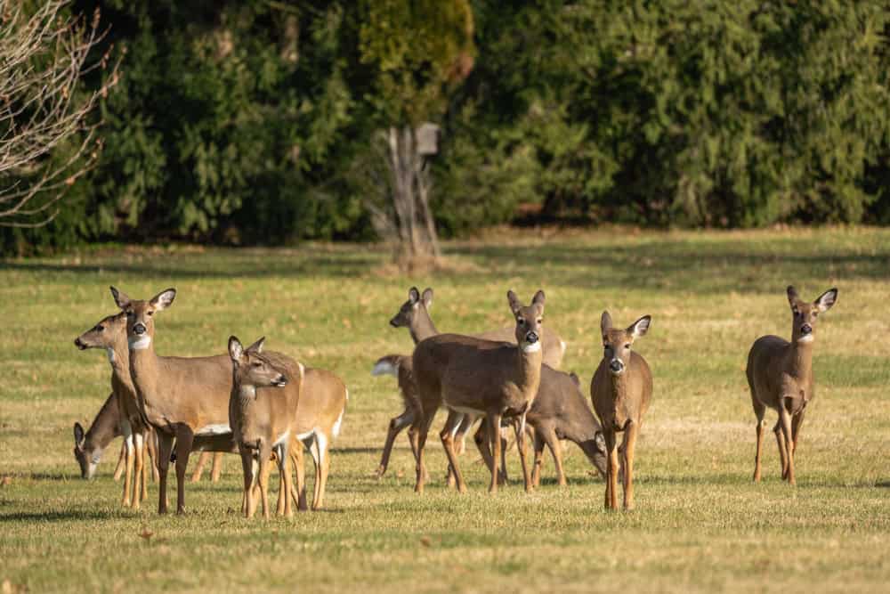 Herd of White-tailed Deer (Odocoileus virginianus) grazing in field.