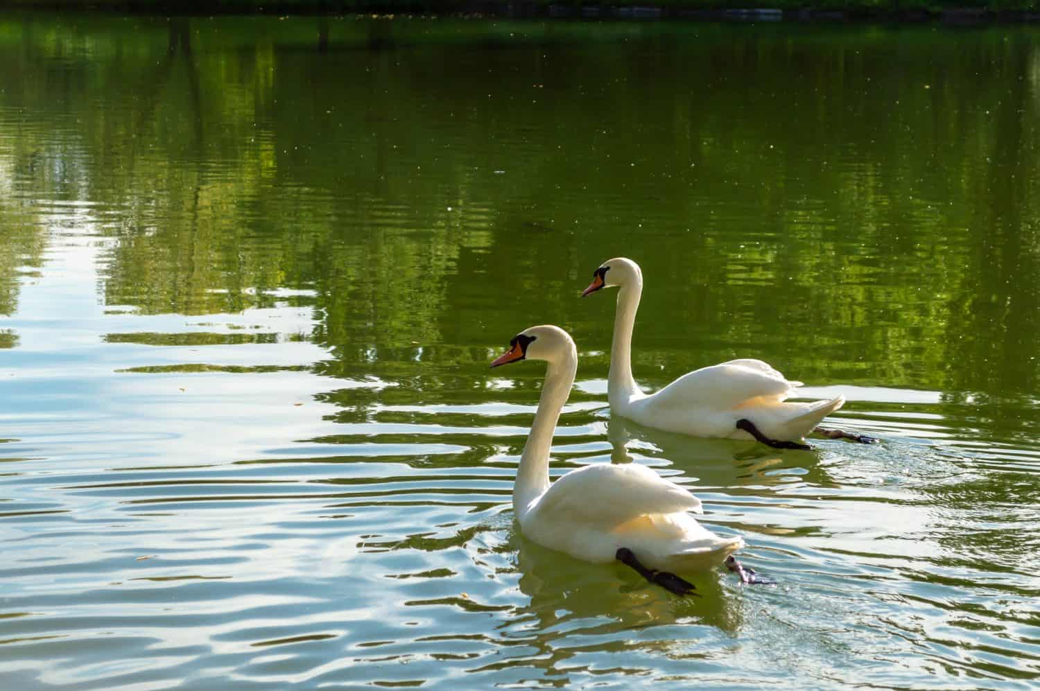 Two beautiful swans float on the water surface