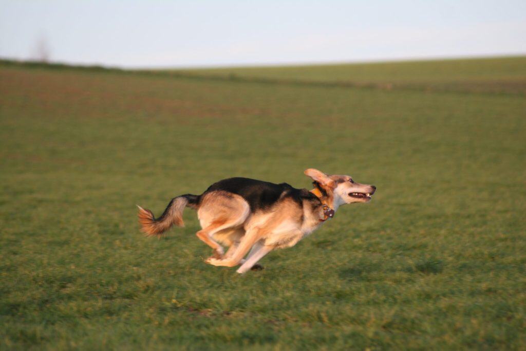 Dog running fast on a field