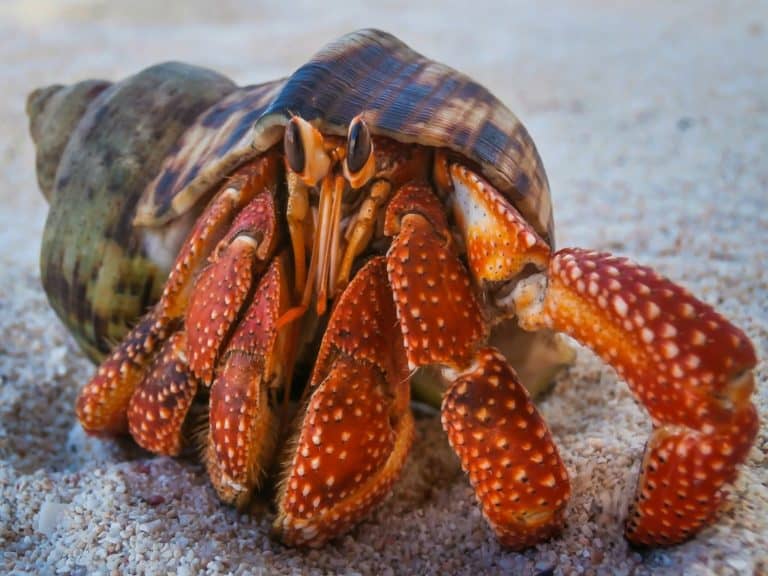 hermit crab on beach