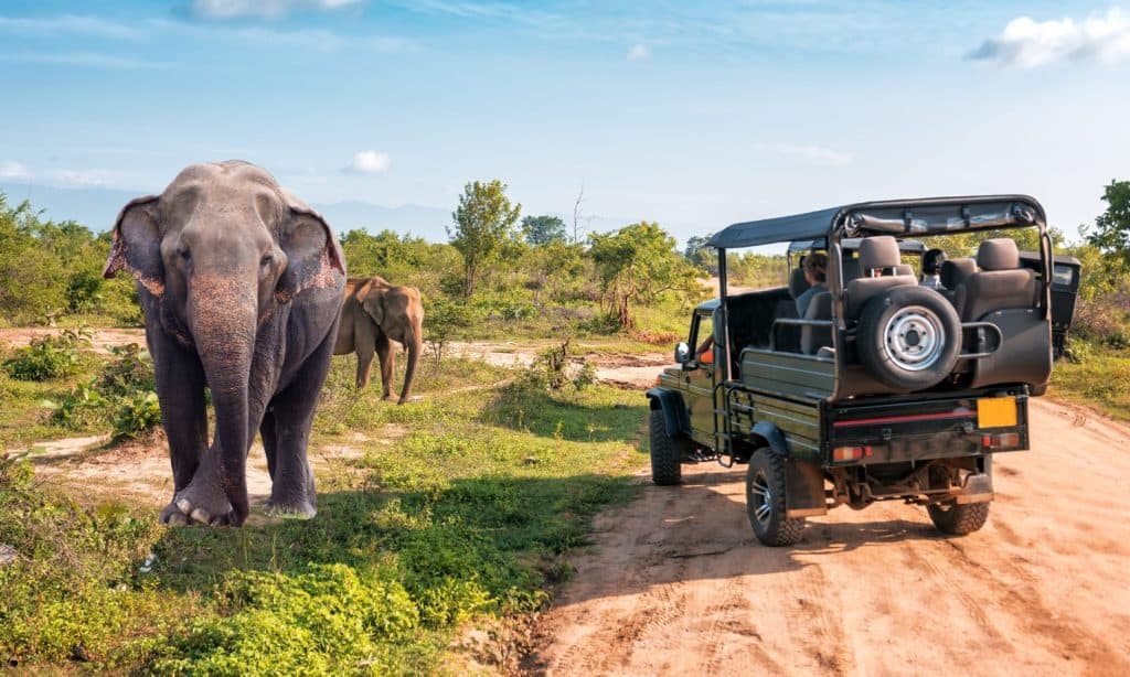 Crazy Elephant in Sri Lanka