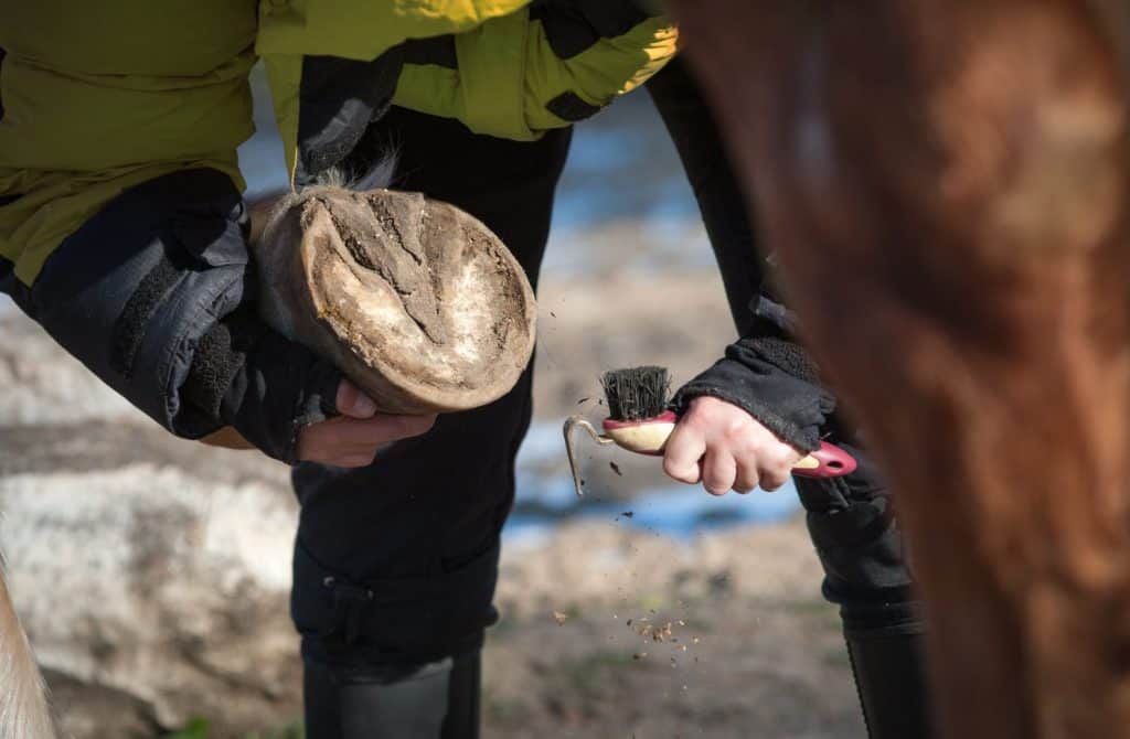 Picking a hoof with a hoof pick