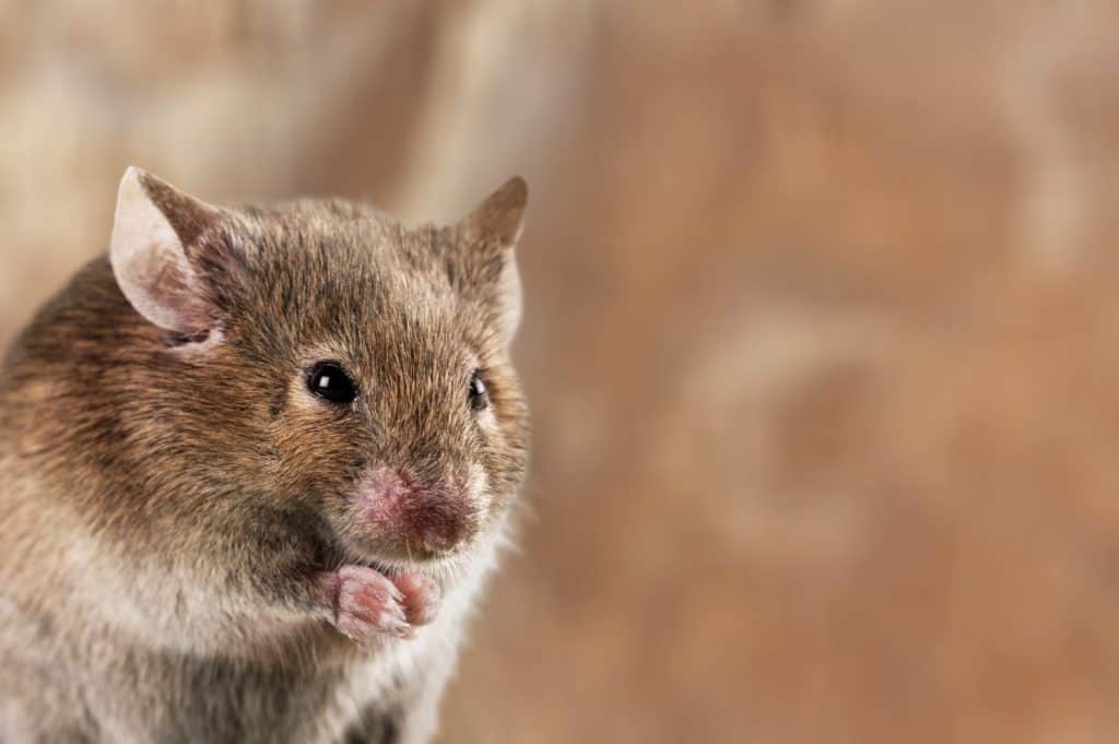 house mice parasitizes pose on background