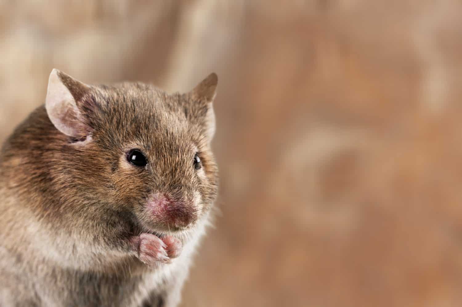 house mice parasitizes pose on background
