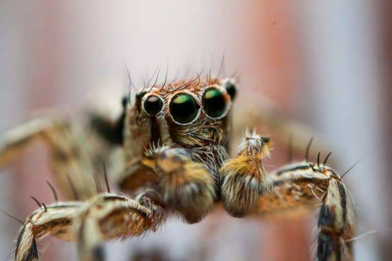 Macro photo of Jumping Spider (Salticidae) at 2:1 magnification, photographed with reversed lens. Face and eye is sharp and detailed.