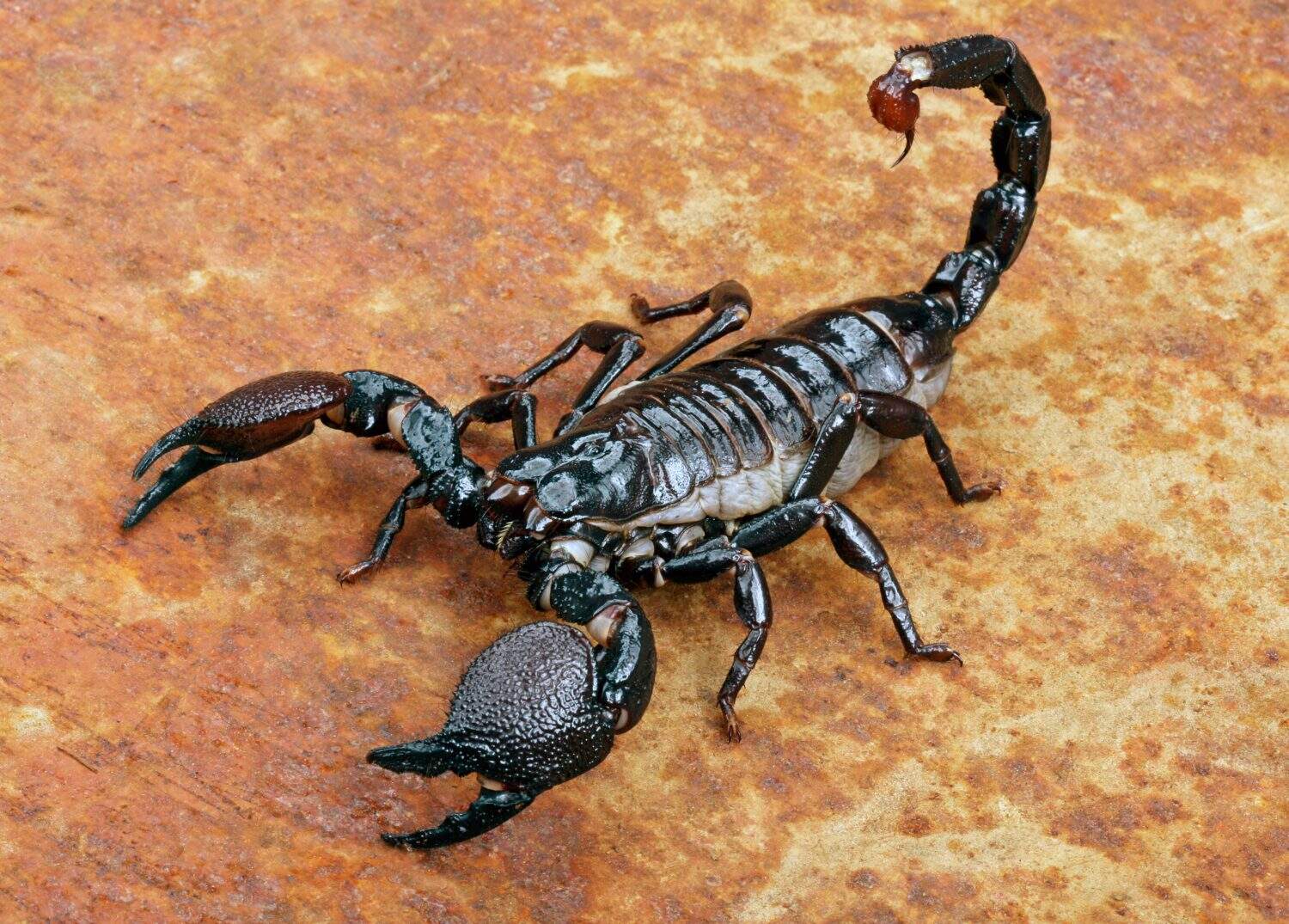 The Tough Metals Hidden Inside a Scorpion's Venomous Stinger - A-Z