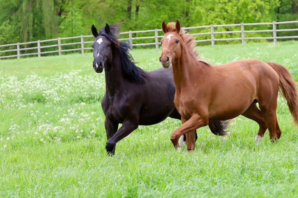 two horses on green pasture