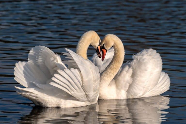 Two swans in love by the water