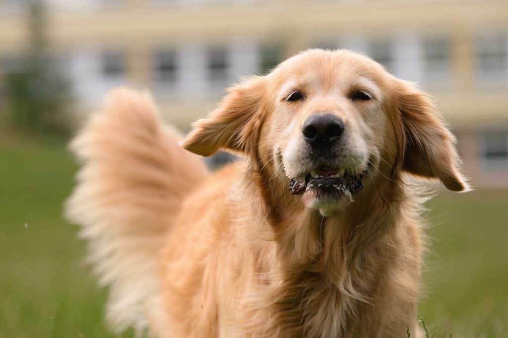 A close-up of a Golden Retriever with a happy expression, standing outdoors with its tail wagging energetically.