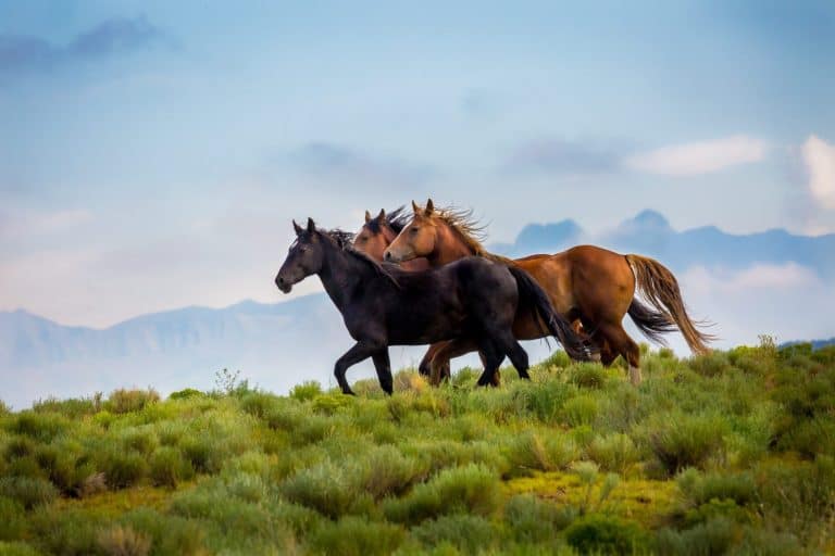 Three wild mustangs running down a green grass hill in the morning summer light with a background of the blue sky and high Rocky Mountain peaks