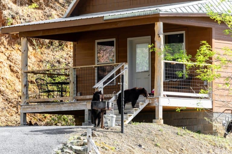 Bears in front of a wooden cabin in the Great Smoky Mountains scavenging for food. The bears are inspecting the outdoor grill and front porch.