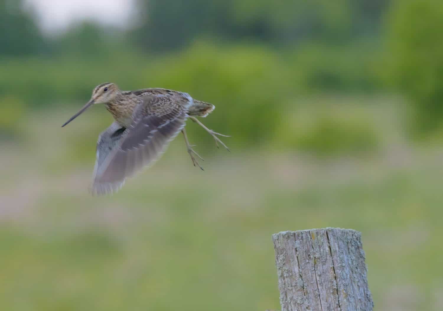 Wilson's Snipe in flight after leaving its perch on the post.