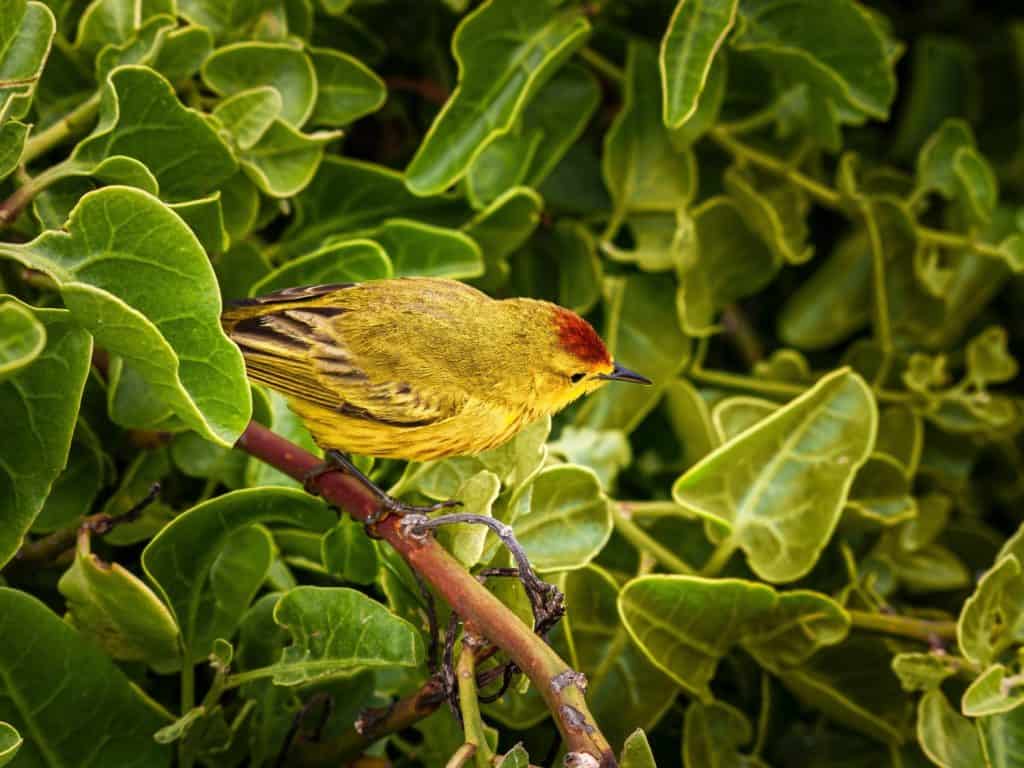 Galapagos, Ecuador - A yellow warbler with a red crown sits on a branch amidst green leaves in the Galapagos Islands.
