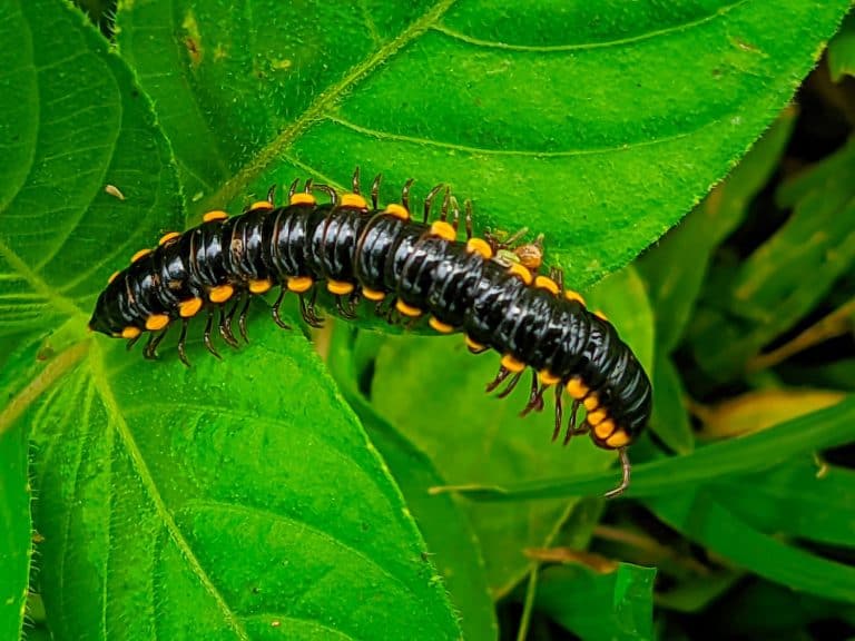 Worm Harpaphe haydeniana, commonly known as the yellow-spotted millipede, almond-scented millipede or cyanide millipede,