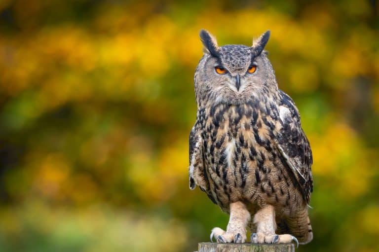 A majestic Eurasian eagle-owl perched on a tree branch surrounded by vibrant autumn colors.