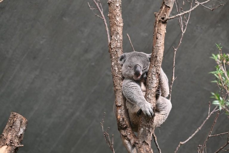 Koala relaxing between branches in a tree zoo Zürich Switzerland
