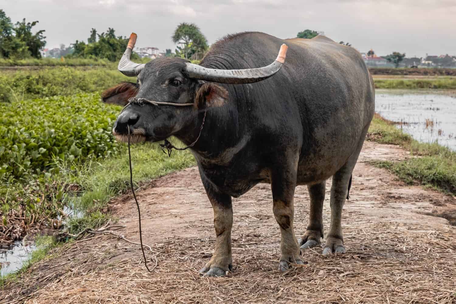 Asian water buffalo with large horns in the field. Buffalo with rope on the nose, buffalo in the farm in country side. Farming buffalo in Southeast Asia.