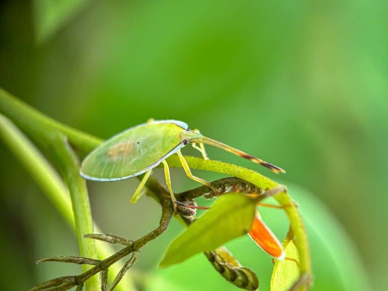 Insect Without Shell How Insects Are Disappearing Without Anyone Noticing - A-Z Animals