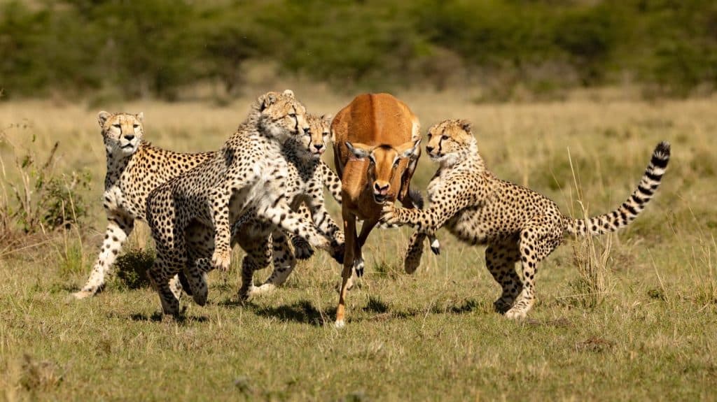 cheetah cubs learning to hunt, masai mara safari Kenya Cheeta hunting ​antelope Amazing safari