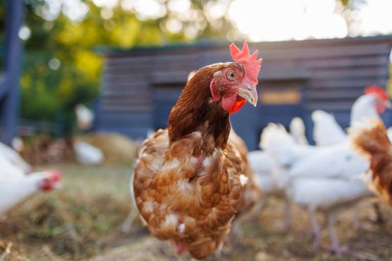 Group of chickens on a farm yard chicken eco farm, free range chickens and care of poultry, raising chickens on a poultry farm