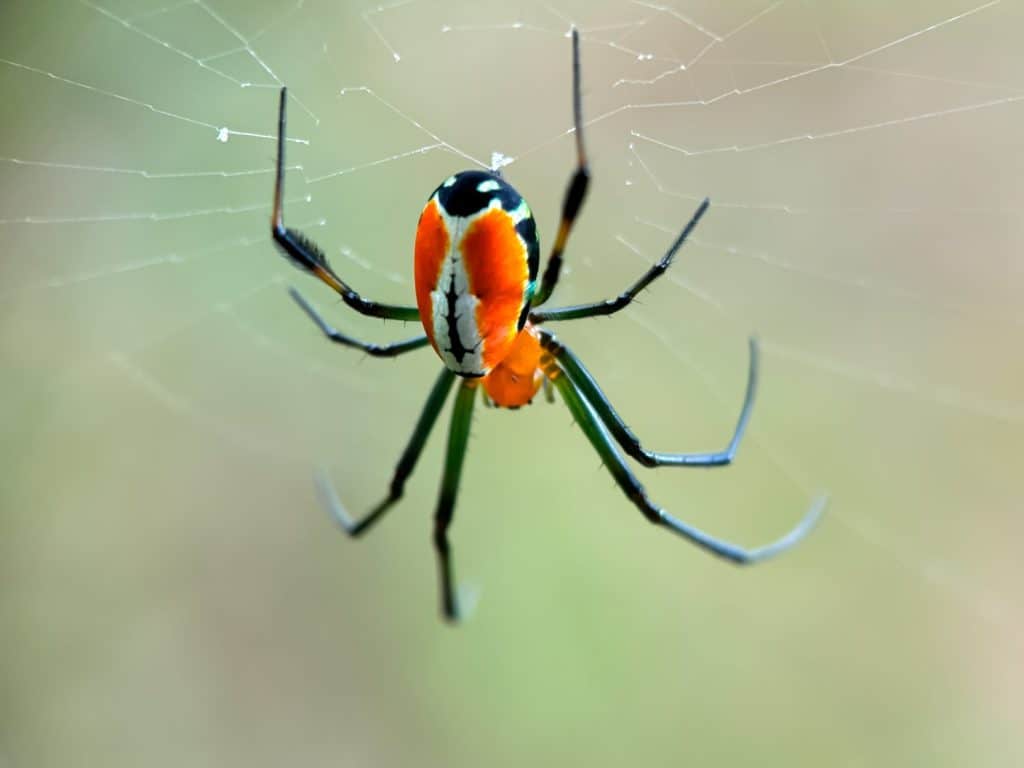 Close up spider orbweaver garden, spider in web, spider ( Leucauge venusta )