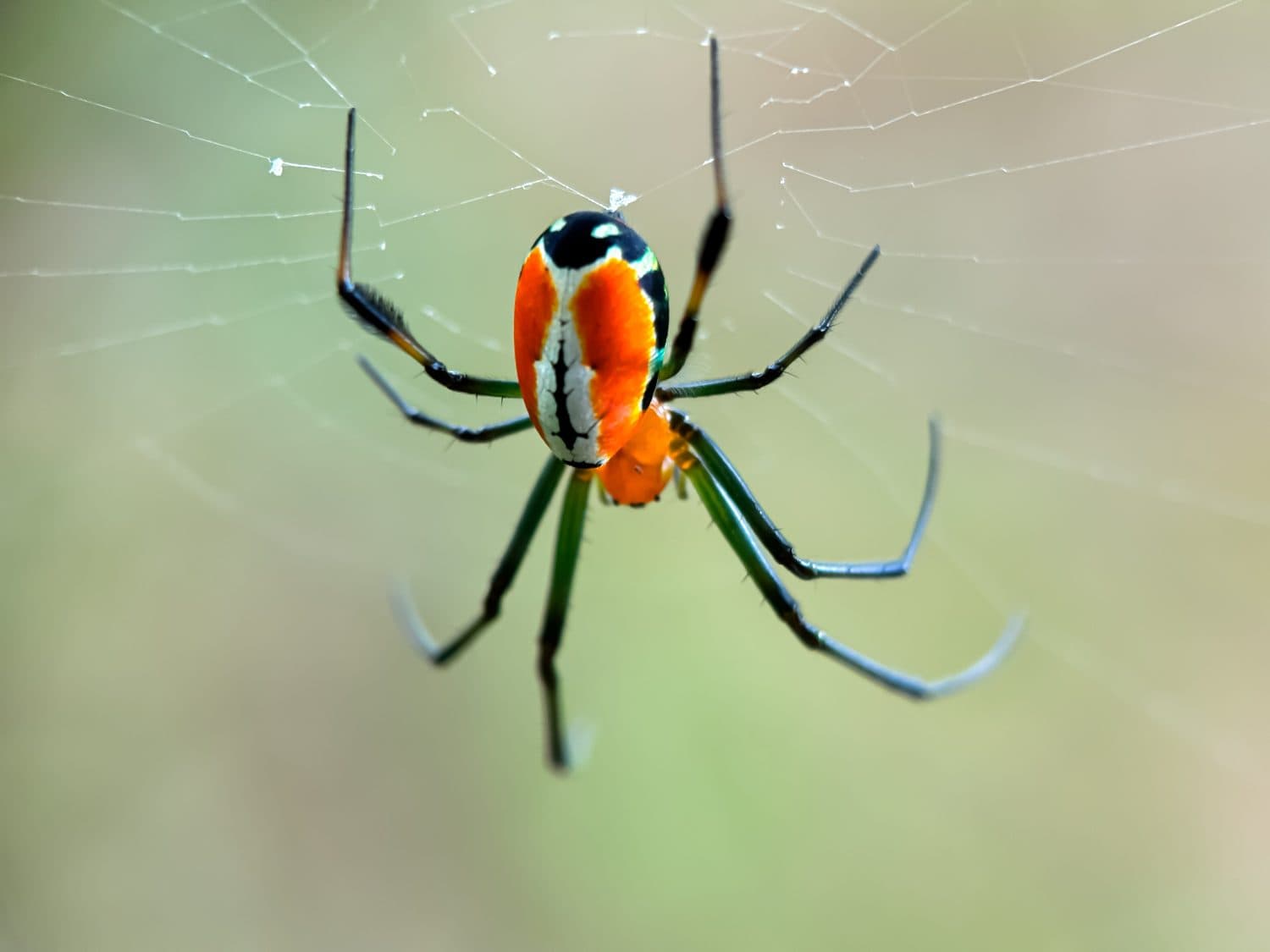 Close up spider orbweaver garden, spider in web, spider ( Leucauge venusta )