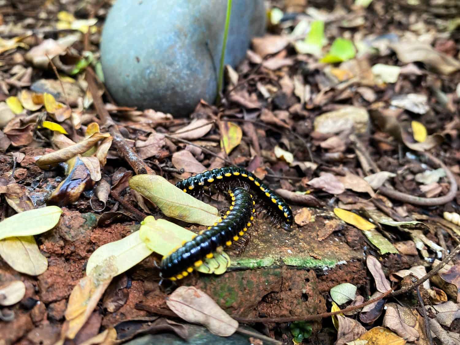 Harpaphe haydeniana commonly known as yellow spotted milipede or called  "ulat gonggok" in Indonesia