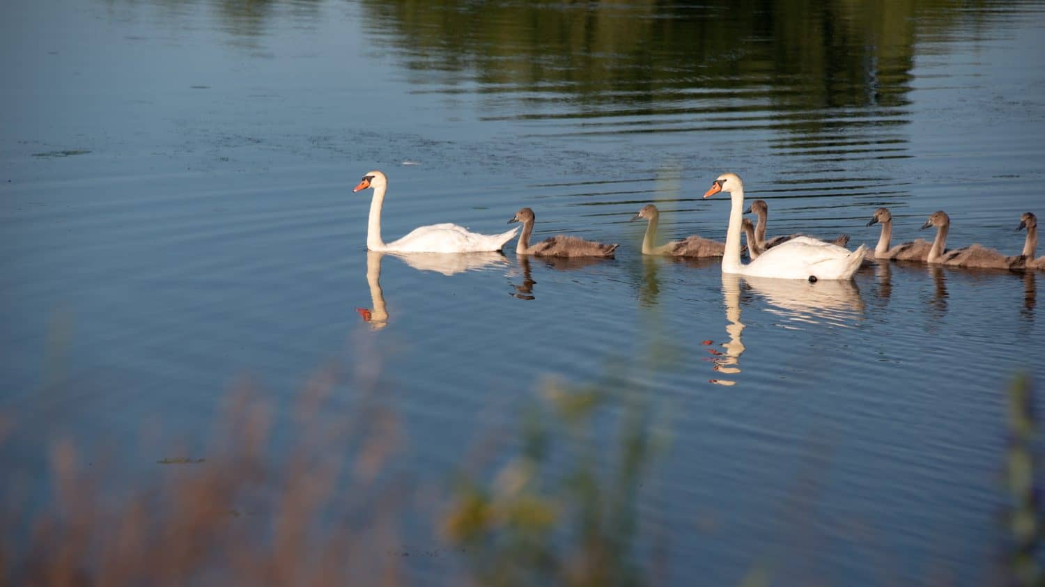 White swans on the lake. A brood of seven Bewick's swans. Mute swans.