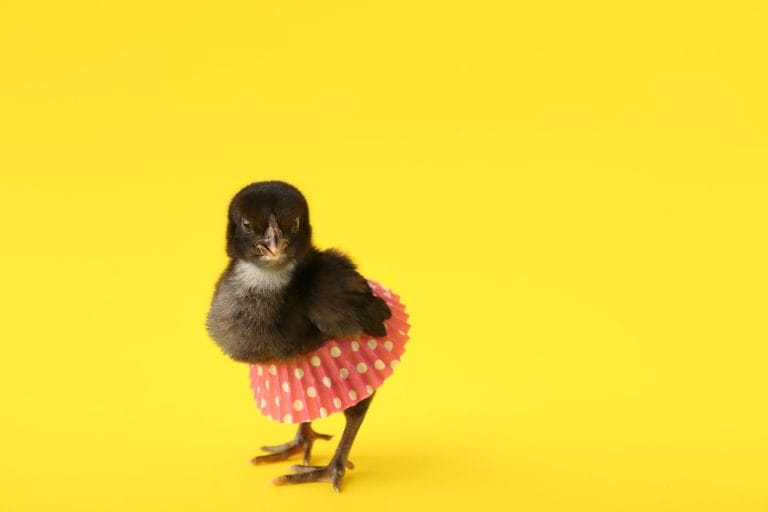 Cute little chick with skirt on yellow background