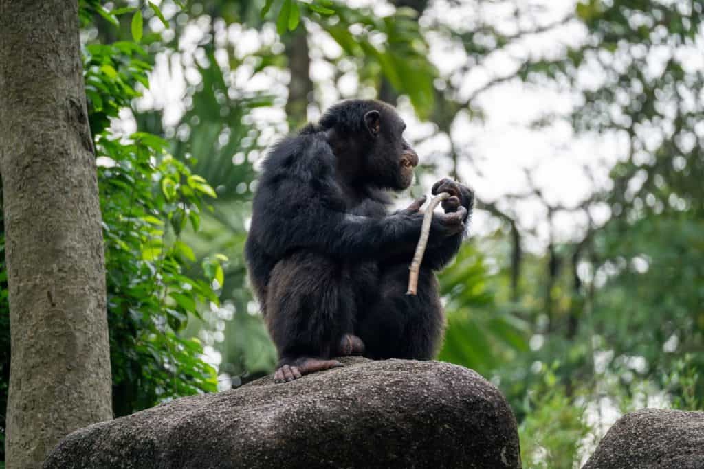 Male Chimpanzee (Pan Troglodytes, Chimp) holding, eating stick - a species of great ape.