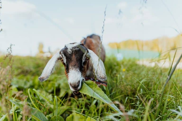 Close-up portrait of an Alpine goat eating a leaf on a vibrant, free-range pasture. Natural surroundings and healthy pasture reflect traditional, eco-friendly farming practices