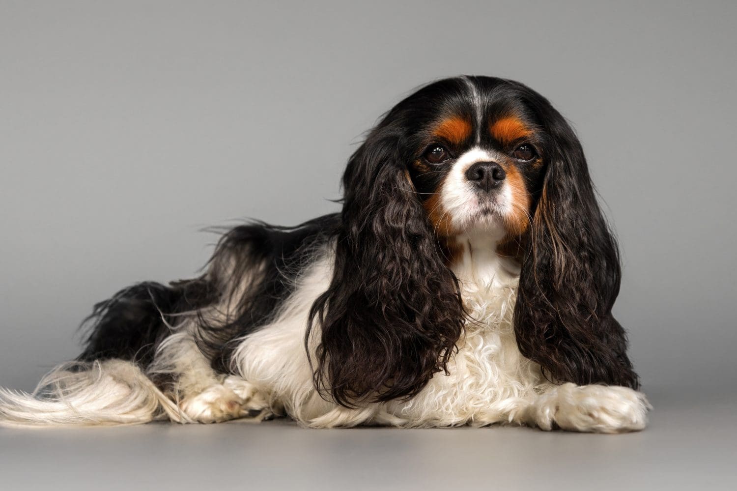 Adorable Cavalier King Charles Spaniel dog with black and white fur looking at camera while sitting calmly on floor against gray wall in light room